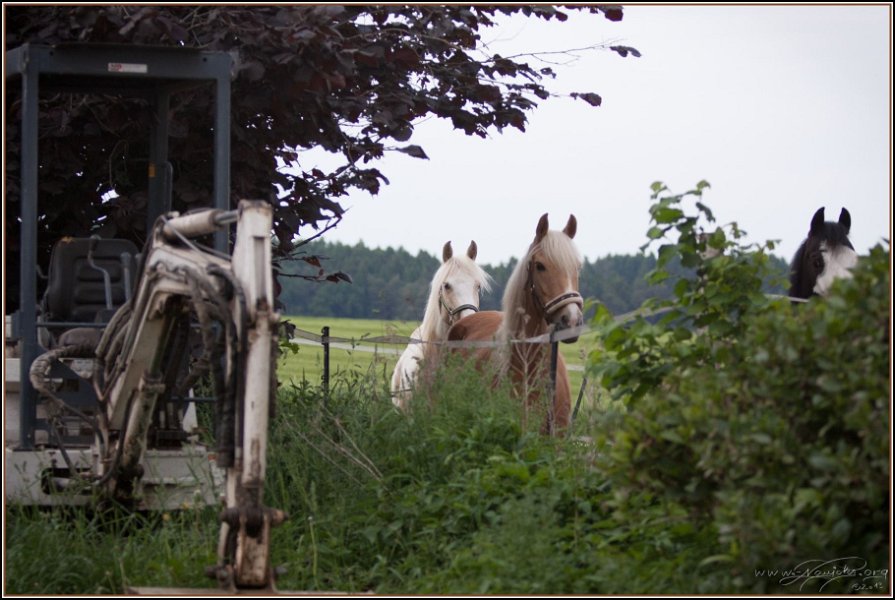 Asbach Fohlenshow 2014 017